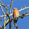 Photo of Common Crossbill at Tilehouse Wood, Buckinghamshire. Taken by P Tizzard on 20th December 2025.