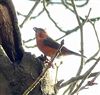 Photo of Common Crossbill at Tilehouse Wood, Buckinghamshire. Taken by P Tizzard on 20th December 2025.