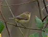 Photo of Chiffchaff at Linford Reserve, Linford GPs, Buckinghamshire. Taken by Michael Haberfield on 21st December 2025.
