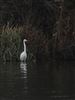 Photo of Great White Egret at Caldecotte Lake, Buckinghamshire. Taken by Harry Appleyard on 23rd December 2025.