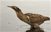 Photo of Bittern at Calvert BBOWT Lake, Calvert, Buckinghamshire. Taken by Rob Cadd on 22nd December 2025.