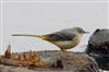 Photo of Grey Wagtail at Linford Reserve, Linford GPs, Buckinghamshire. Taken by Michael Haberfield on 24th December 2025.