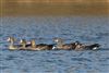 Photo of White-fronted Goose at Linford Reserve, Linford GPs, Buckinghamshire. Taken by Andrew Chambers on 24th December 2025.