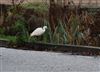 Photo of Little Egret at Chesham Moor, Buckinghamshire. Taken by Don Stone on 14th December 2025.