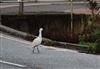 Photo of Little Egret at Chesham Moor, Buckinghamshire. Taken by Don Stone on 14th December 2025.