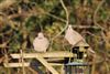 Photo of Collared Dove at Lee Common , Buckinghamshire. Taken by Don Stone on 19th December 2025.