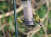Photo of Siskin at Lee Common , Buckinghamshire. Taken by Don Stone on 24th December 2025.