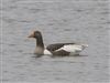 Greylag Goose