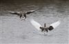 Greylag Goose