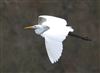 Photo of Great White Egret at Linford Reserve, Linford GPs, Buckinghamshire. Taken by Michael Haberfield on 29th December 2025.