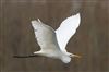 Photo of Great White Egret at Linford Reserve, Linford GPs, Buckinghamshire. Taken by Michael Haberfield on 29th December 2025.