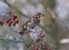 Photo of Redwing at Linford Reserve, Linford GPs, Buckinghamshire. Taken by Michael Haberfield on 15th December 2025.