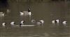 Pochard at Linford Reserve, Linford GPs, Buckinghamshire. Photographed by Michael Haberfield on 29th December 2025.