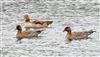Photo of Pink-footed Goose at Calvert BBOWT Lake, Calvert, Buckinghamshire. Taken by Richard Stevens on 28th December 2025.