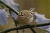Goldcrest
