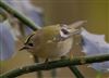 Goldcrest
