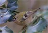 Goldcrest