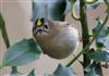 Goldcrest