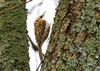 Treecreeper