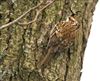 Treecreeper