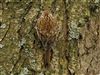 Treecreeper