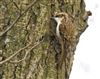 Treecreeper