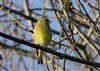 Photo of Greenfinch at Linford Reserve, Linford GPs, Buckinghamshire. Taken by Michael Haberfield on 31st December 2025.