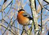 Photo of Bullfinch at Linford Reserve, Linford GPs, Buckinghamshire. Taken by Michael Haberfield on 31st December 2025.