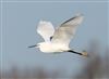 Photo of Little Egret at Linford Reserve, Linford GPs, Buckinghamshire. Taken by Michael Haberfield on 31st December 2025.