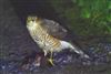 Photo of Sparrowhawk at Linford Reserve, Linford GPs, Buckinghamshire. Taken by Michael Haberfield on 31st December 2025.