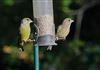 Greenfinch