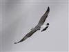 Yellow-legged Gull