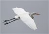 Great White Egret