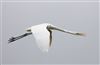 Great White Egret