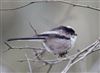 Long-tailed Tit
