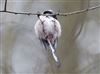 Long-tailed Tit