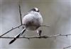 Long-tailed Tit