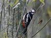 Great Spotted Woodpecker