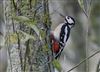 Great Spotted Woodpecker