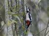 Great Spotted Woodpecker