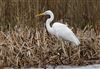 Great White Egret