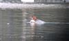 Goosander