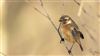 Stonechat