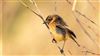 Stonechat