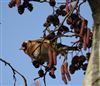 Goldfinch