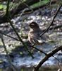 Redwing