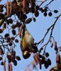 Goldfinch