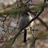 Long-tailed Tit