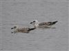 Yellow-legged Gull