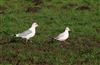 Common Gull